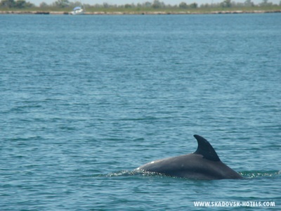 Черноморский дельфин встречает